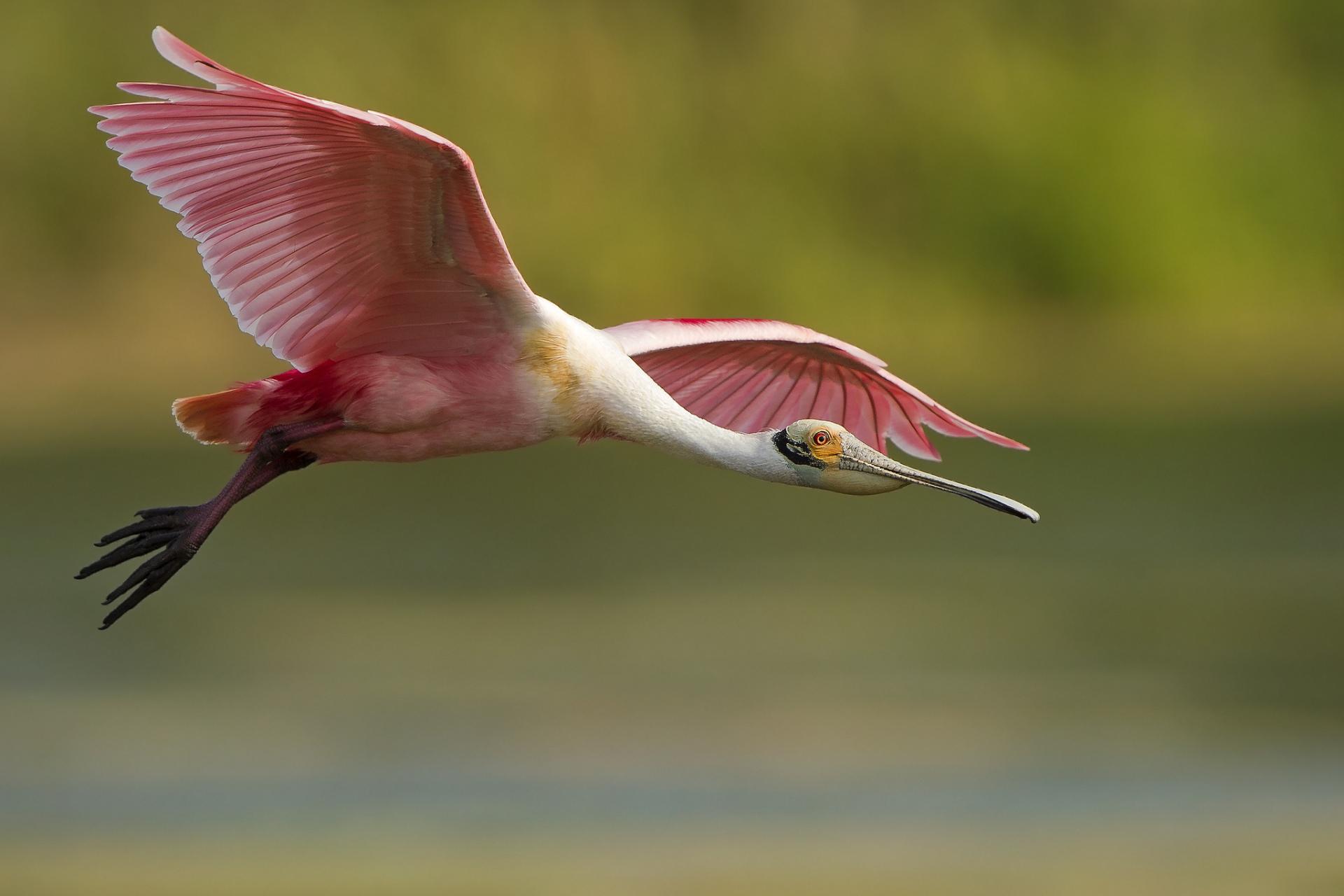 Roseate Spoonbill Wallpaper HD Download