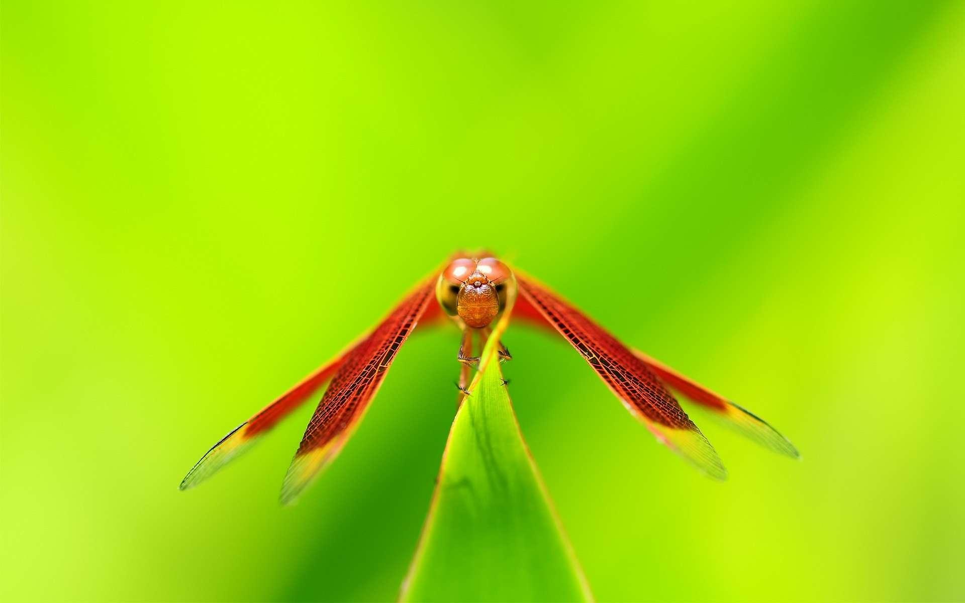 макро стрекоза мотыль цветок скачать