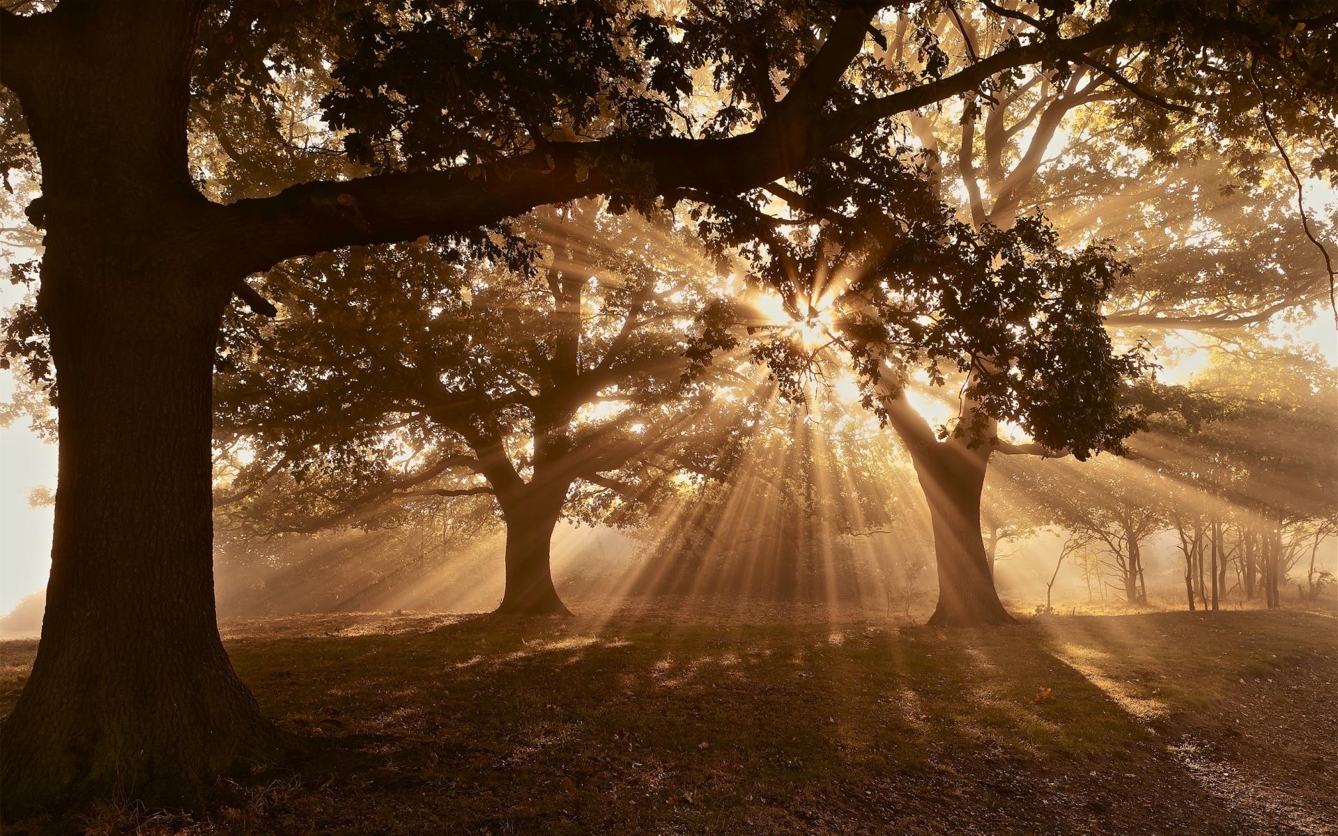 Лес солнце и звезды. Солнечные лучи. The Sunbeam природа. Деревья солнце тень здание.