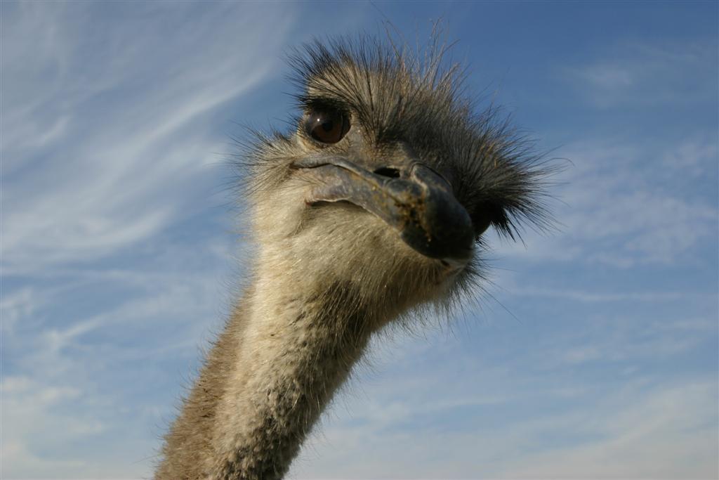 ostrich hd wallpaper background image 1920x1200 id on ostrich wallpapers