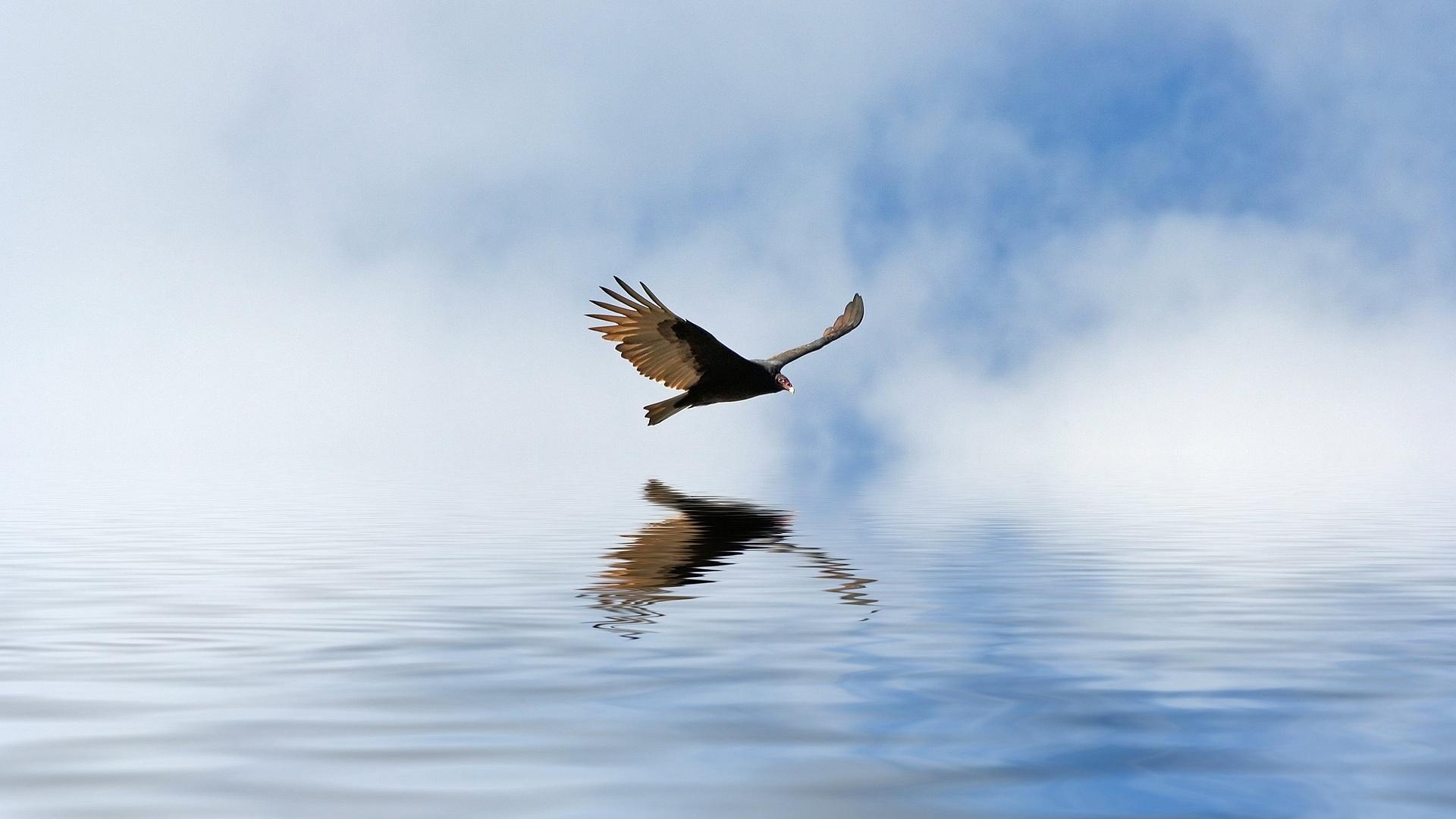 орел полет вода без смс