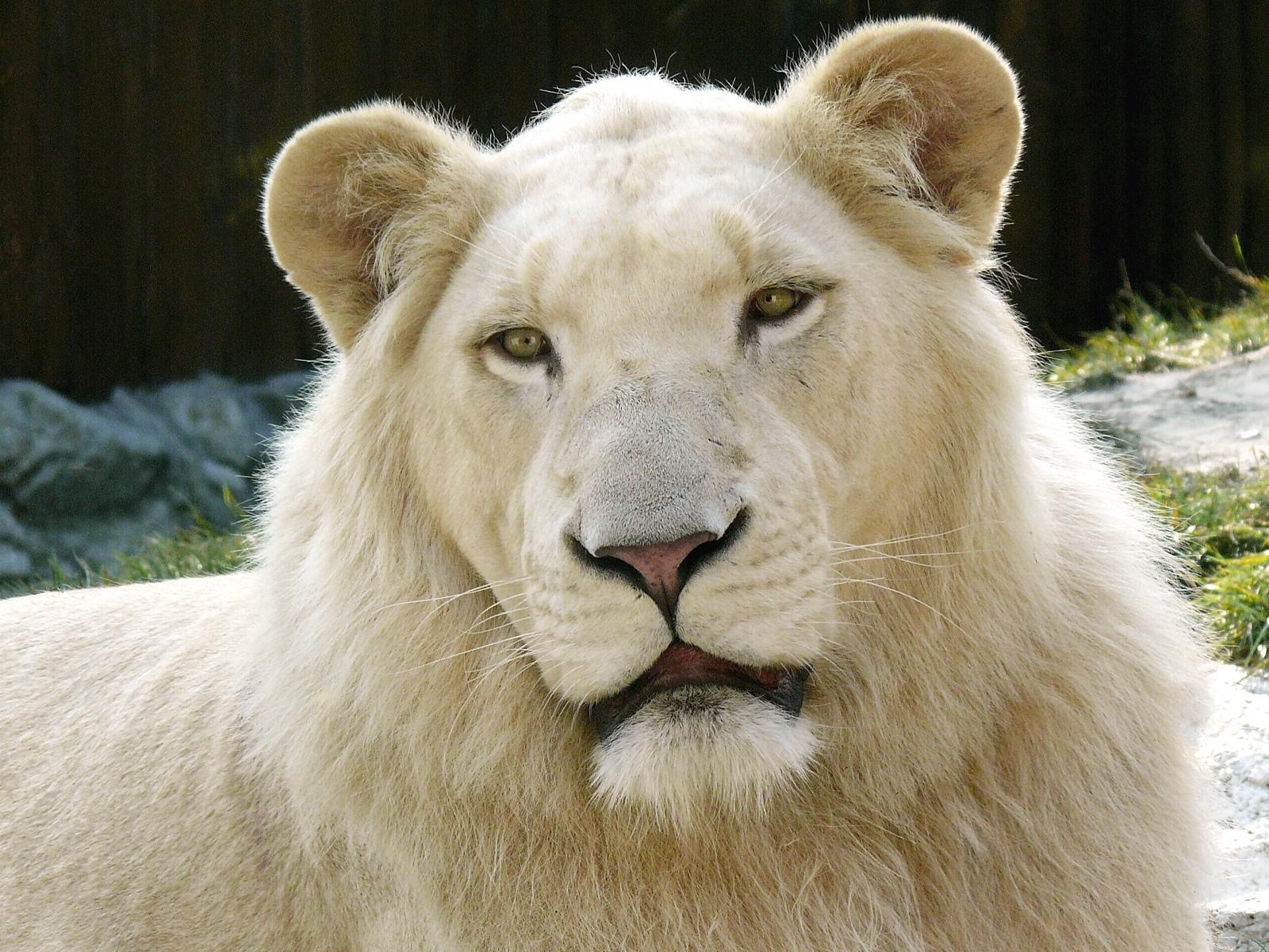 White Lion Wallpaper HD Download