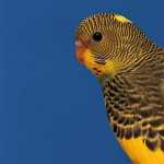 Budgerigar wallpapers for iphone