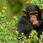 Chimpanzee background