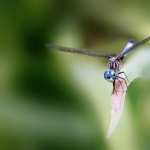 Dragonfly desktop