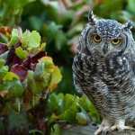 Great Horned Owl hd photos