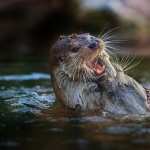 Otter widescreen