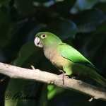 Parrots high definition wallpapers