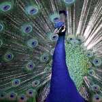 Peacock high quality wallpapers