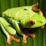 Red Eyed Tree Frog hd