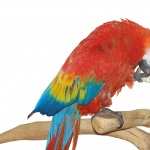 Scarlet Macaw wallpapers for desktop