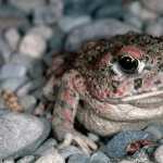 Toad hd