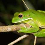 Tree Frog free download