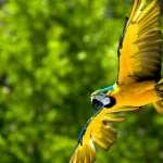 Blue-and-yellow Macaw image