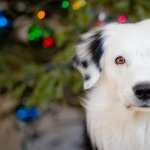 Border Collie new wallpapers