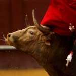 Bullfighting hd