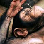Chimpanzee wallpapers for android