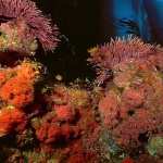 Coral widescreen