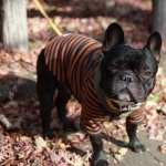 French Bulldog high definition wallpapers