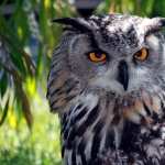 Great Horned Owl wallpapers hd