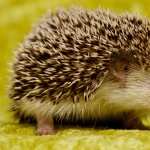 Hedgehog new photos