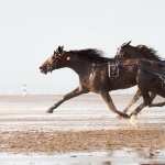 Horse Racing widescreen