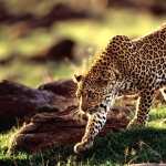Leopard high definition wallpapers