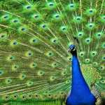 Peacock desktop
