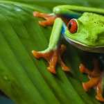 Red Eyed Tree Frog pics