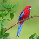 Rosella images