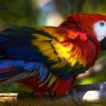 Scarlet Macaw background