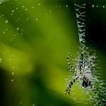 Spider wallpapers for iphone