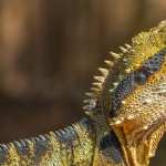 Water Dragon images