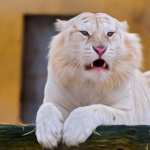 White Lion desktop