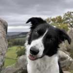 Border Collie high quality wallpapers