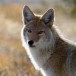 Coyote pic