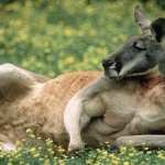 Kangaroo full hd