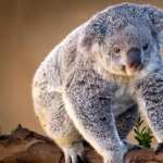 Koala image