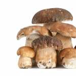 Mushroom new photos
