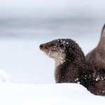 Otter wallpapers for iphone