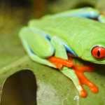 Red Eyed Tree Frog new wallpapers
