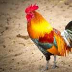 Rooster pics
