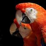 Scarlet Macaw high definition photo