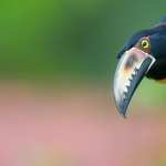 Toucan wallpapers for android