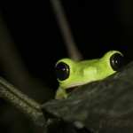 Tree Frog free wallpapers