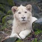 White Lion hd