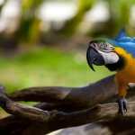 Blue-and-yellow Macaw full hd