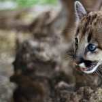 Cougar new wallpapers