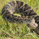Eastern Diamondback Rattlesnake photos