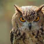 Great Horned Owl hd wallpaper